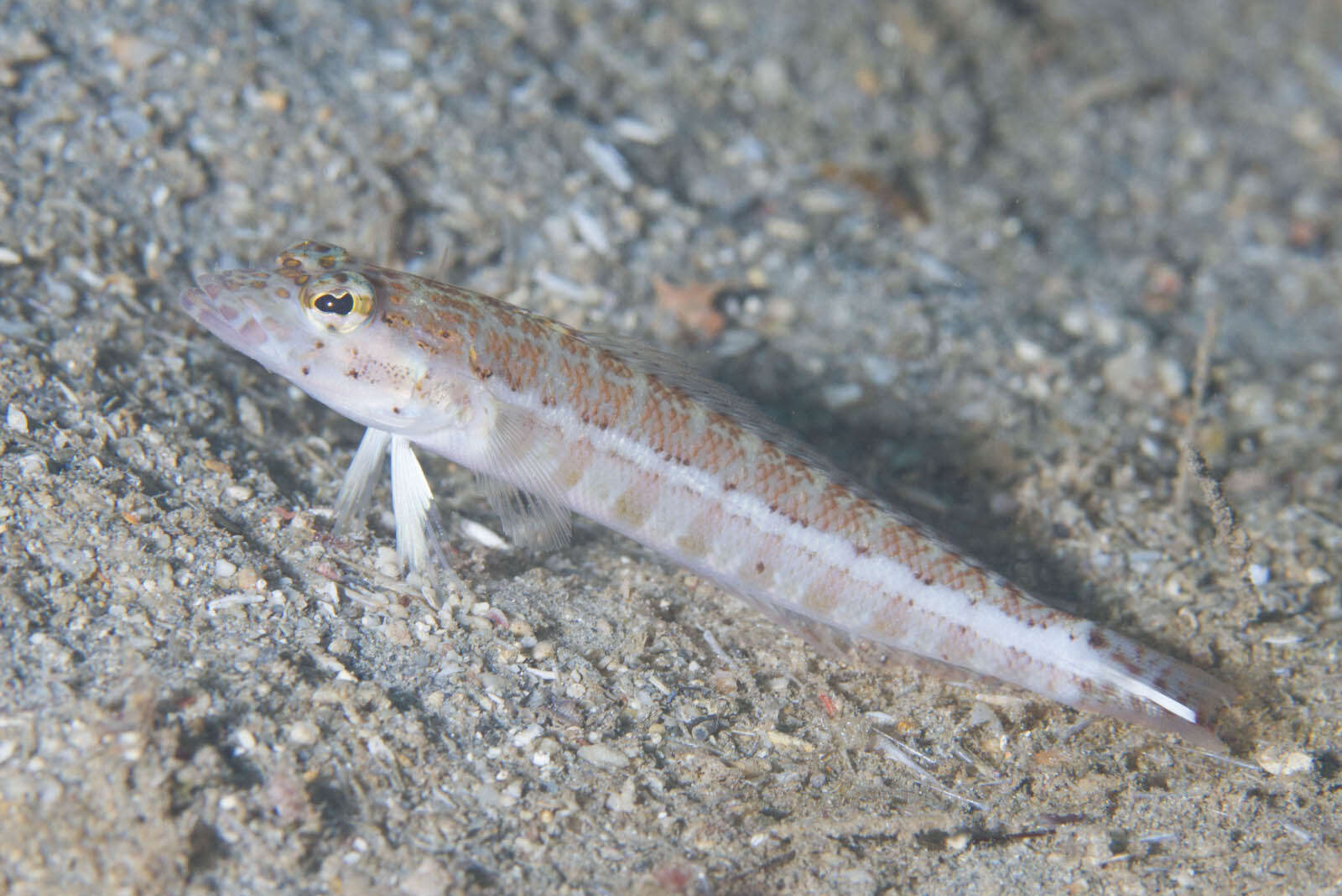 Image of Parapercis colemani