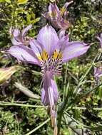 Image of Alstroemeria zoellneri Ehr. Bayer