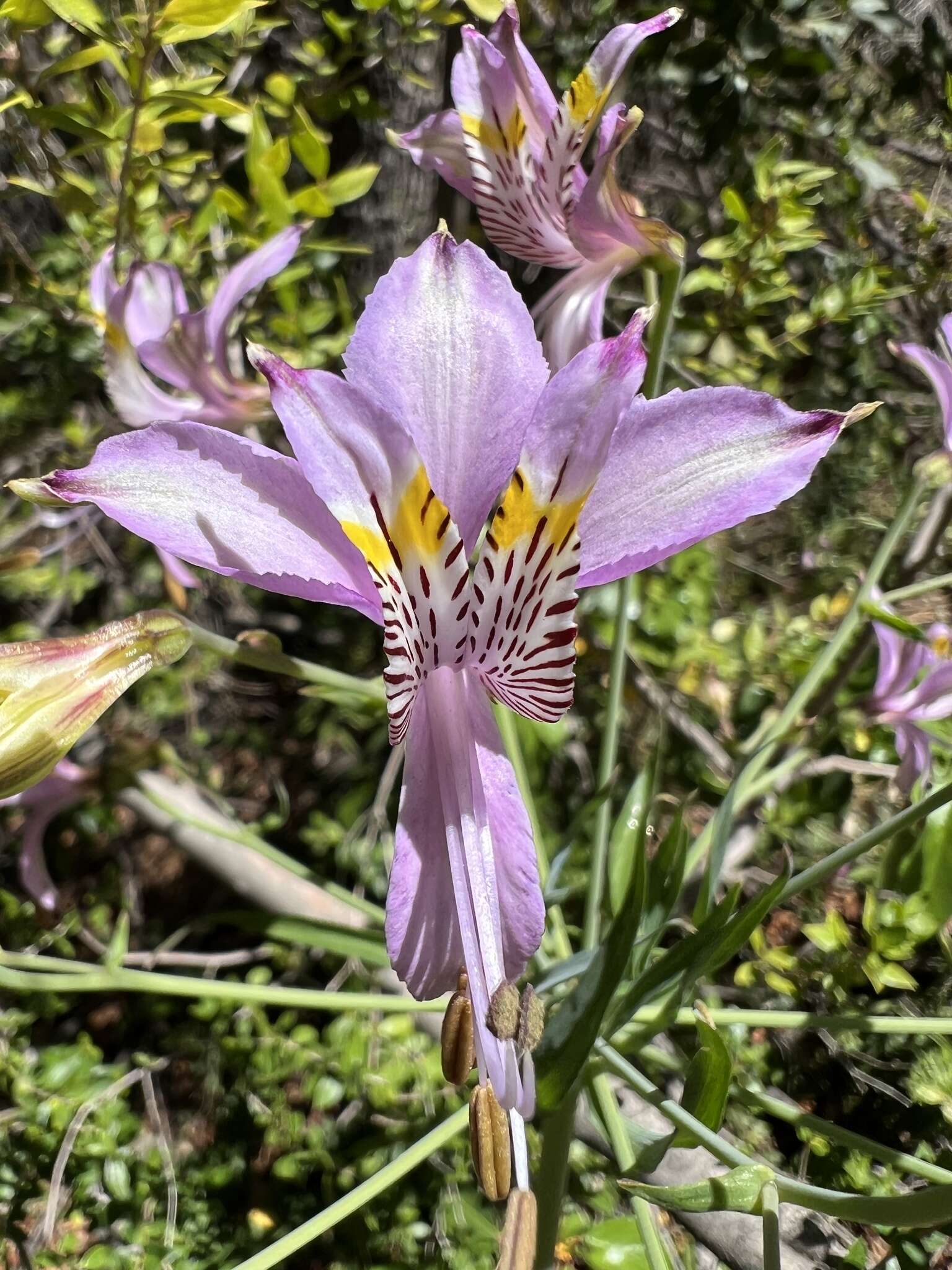 Image of Alstroemeria zoellneri Ehr. Bayer