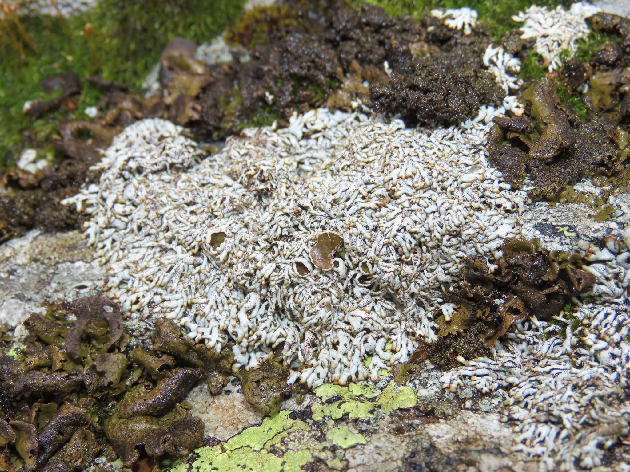 Слика од Brodoa intestiniformis (Vill.) Goward