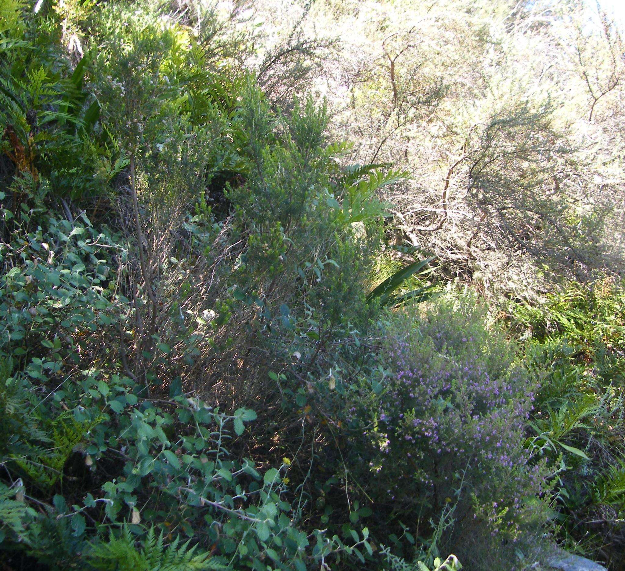 Image of Erica triflora var. triflora