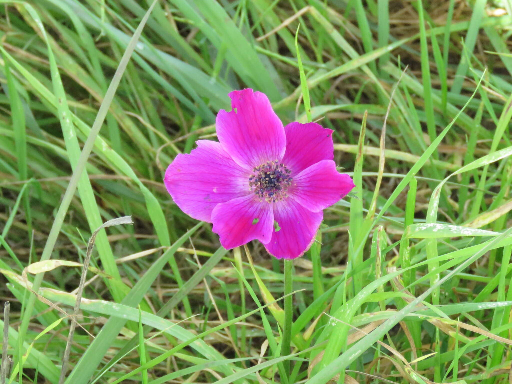 Imagem de Anemone coronaria L.