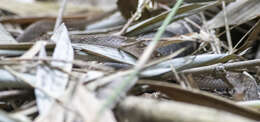 Image of Himalayan Keelback