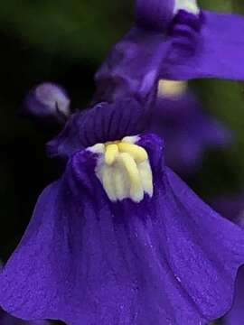 Image of Utricularia beaugleholei subsp. orientalis