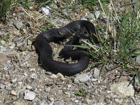 Image of Adder