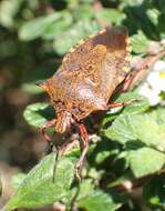 Sivun Alcaeorrhynchus phymatophorus (Palisot 1811) kuva