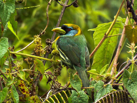 Image of Red-headed Barbet