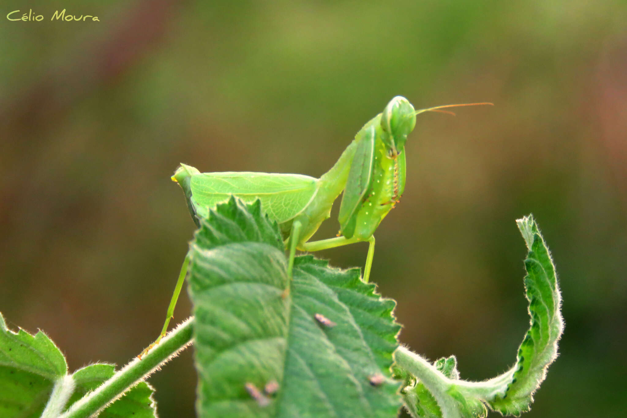 Image of Photiomantis planicephala Rehn 1916