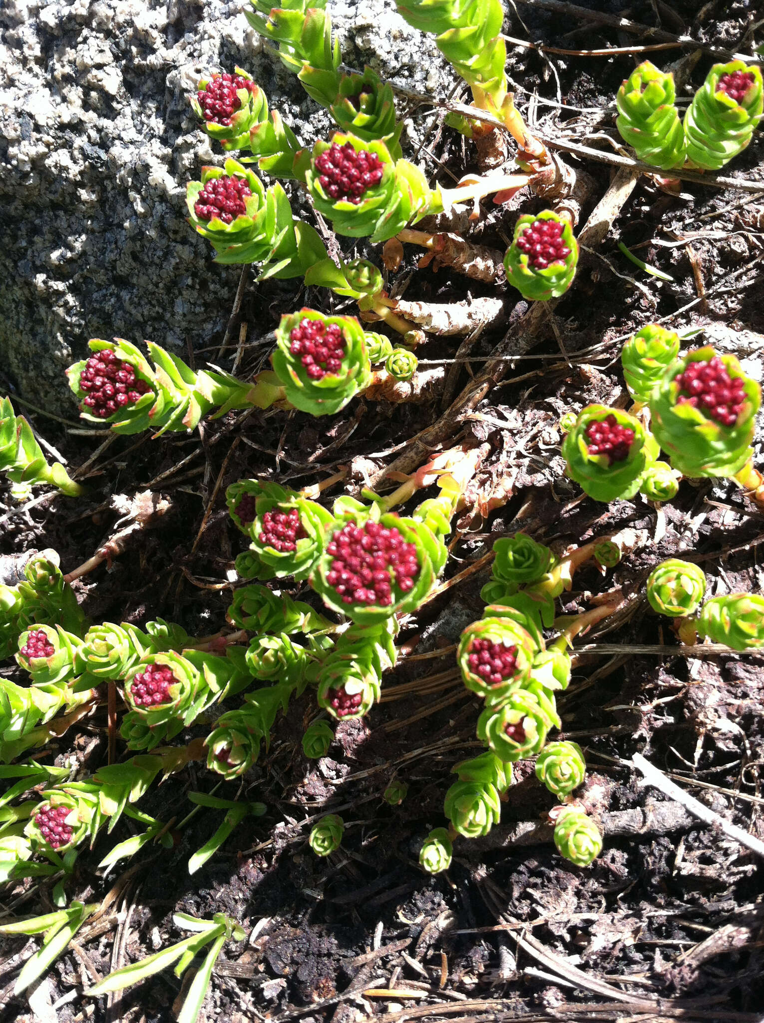 Image of ledge stonecrop