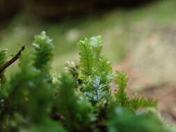 Image of Maidenhair moss