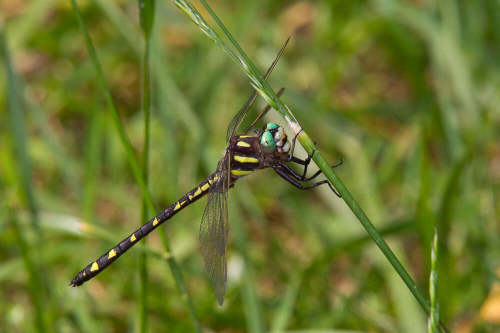 Image of Cordulegaster talaria Tennessen 2004