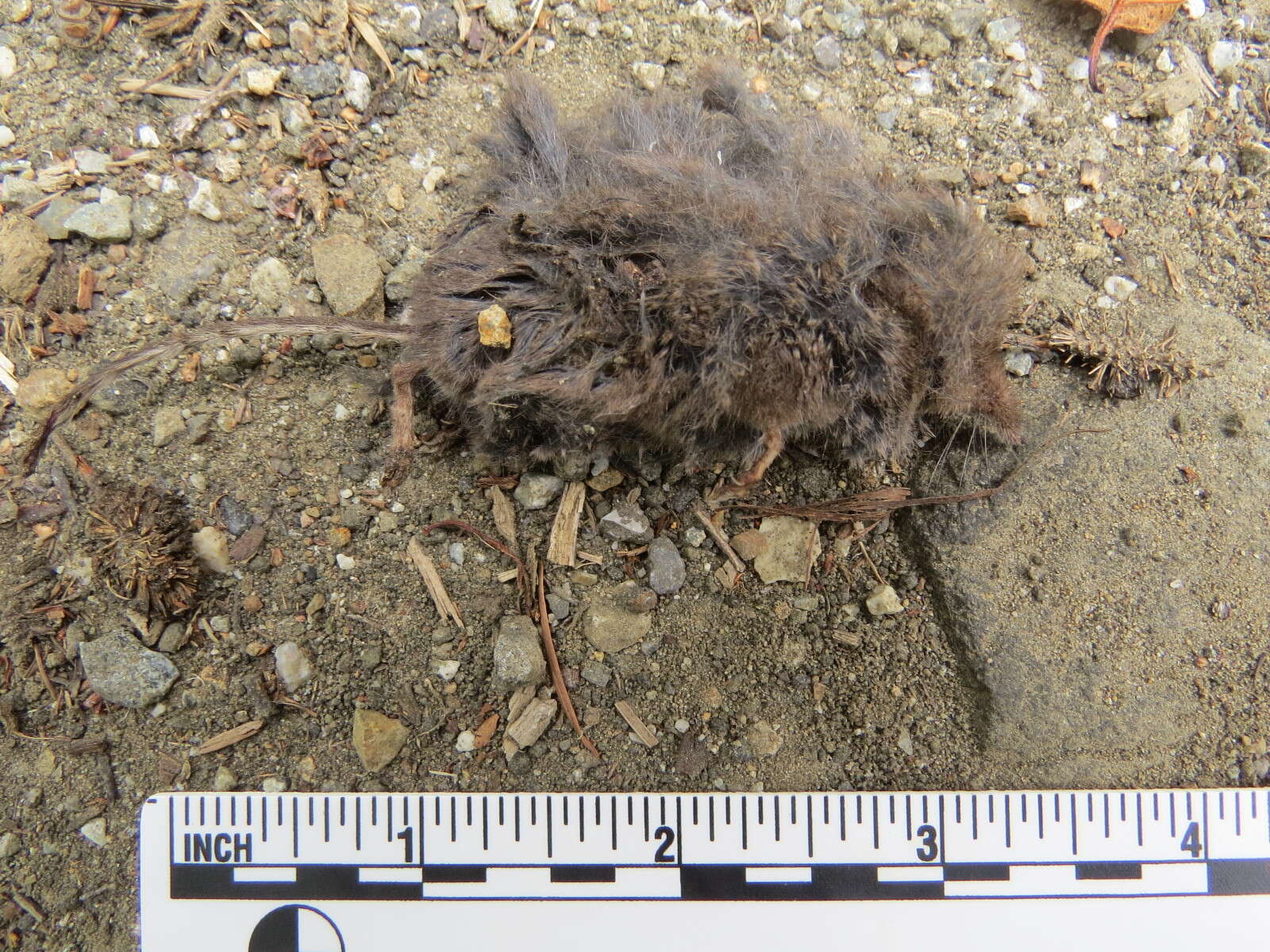 Image of Ornate Shrew