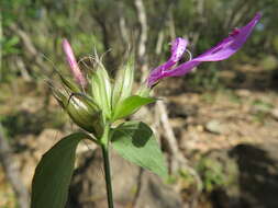 Image of Dicliptera clinopodia Nees