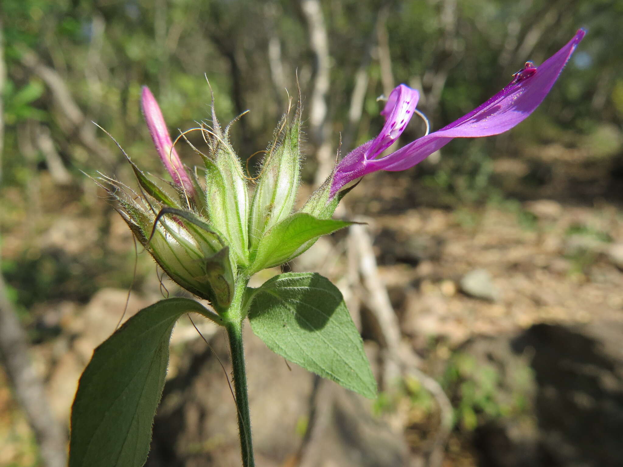 Plancia ëd Dicliptera clinopodia Nees