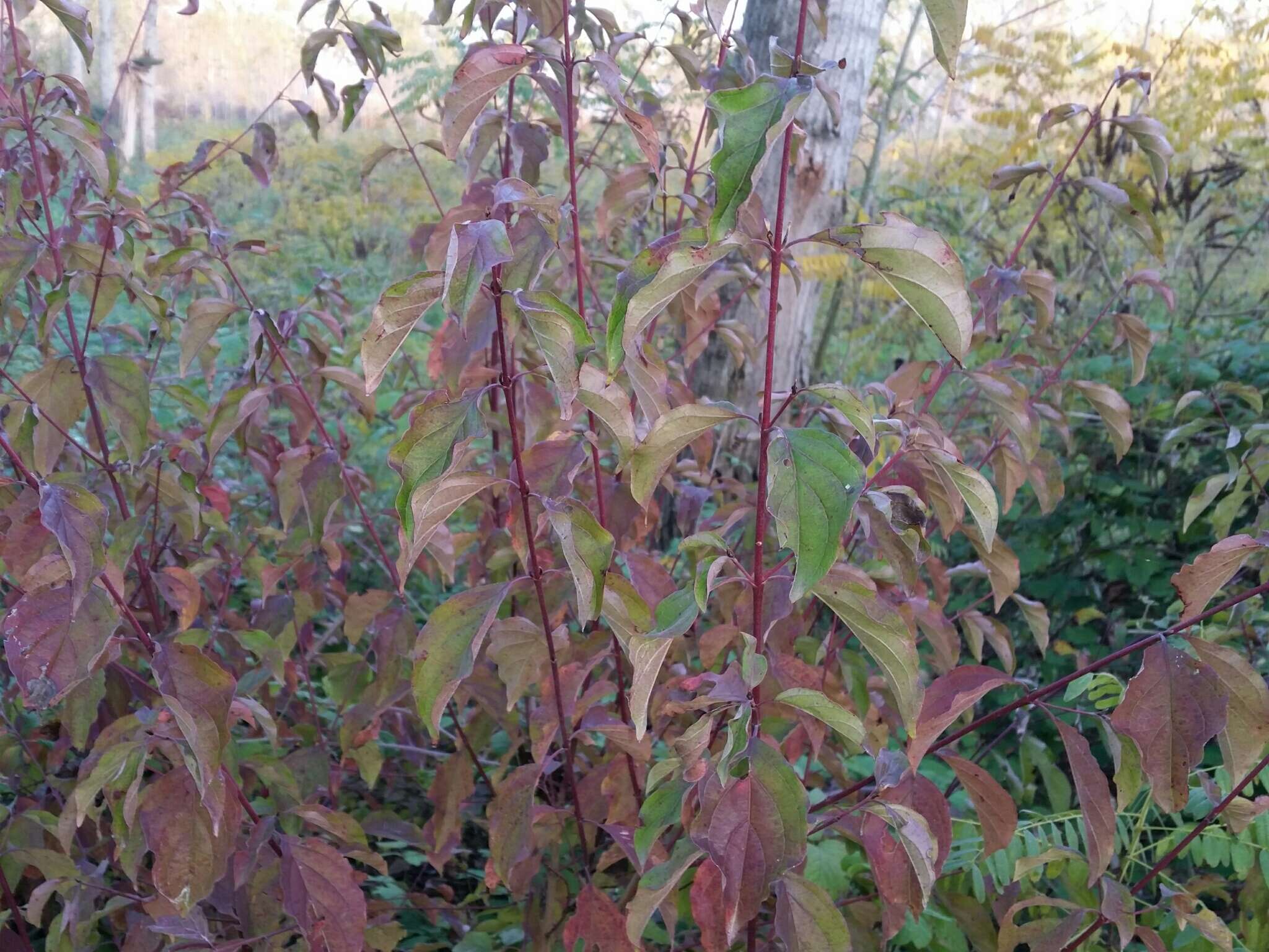 Imagem de Cornus sanguinea L.