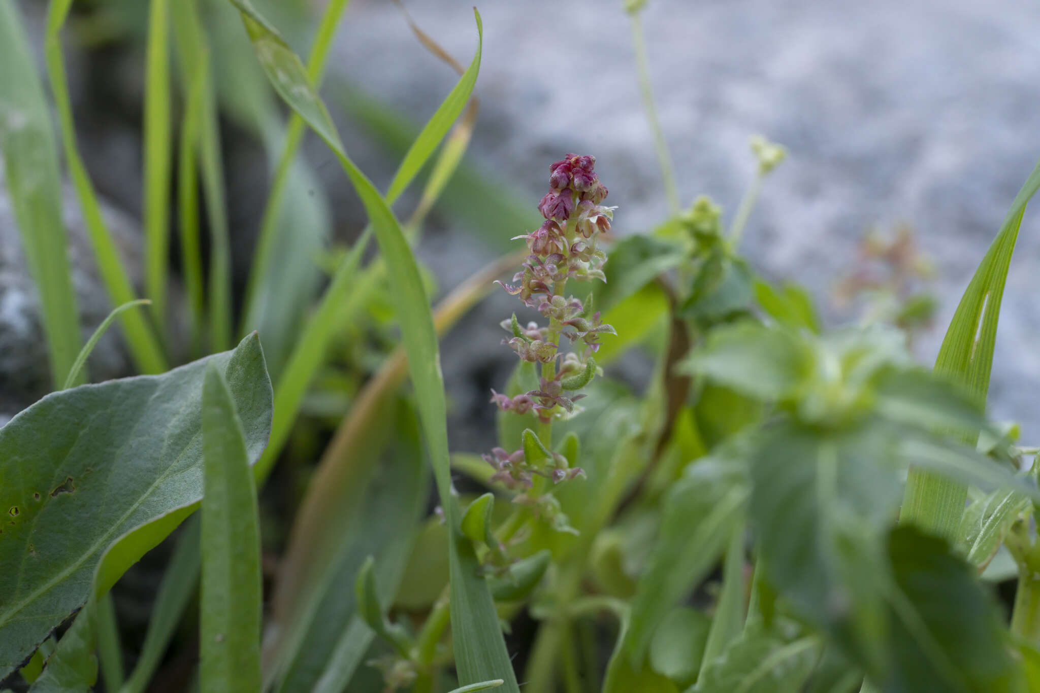 Plancia ëd Rumex bucephalophorus L.