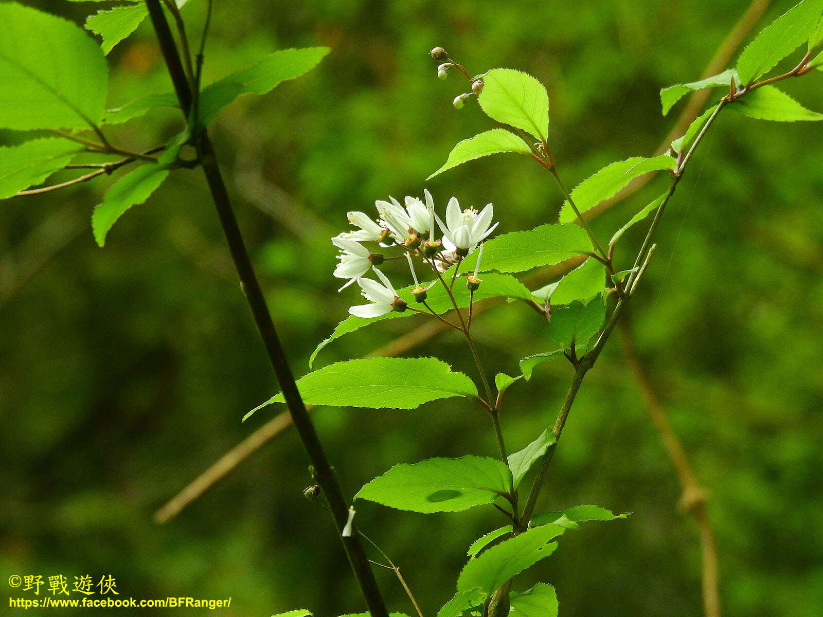 Image of Deutzia taiwanensis (Maxim.) C. K. Schneid.