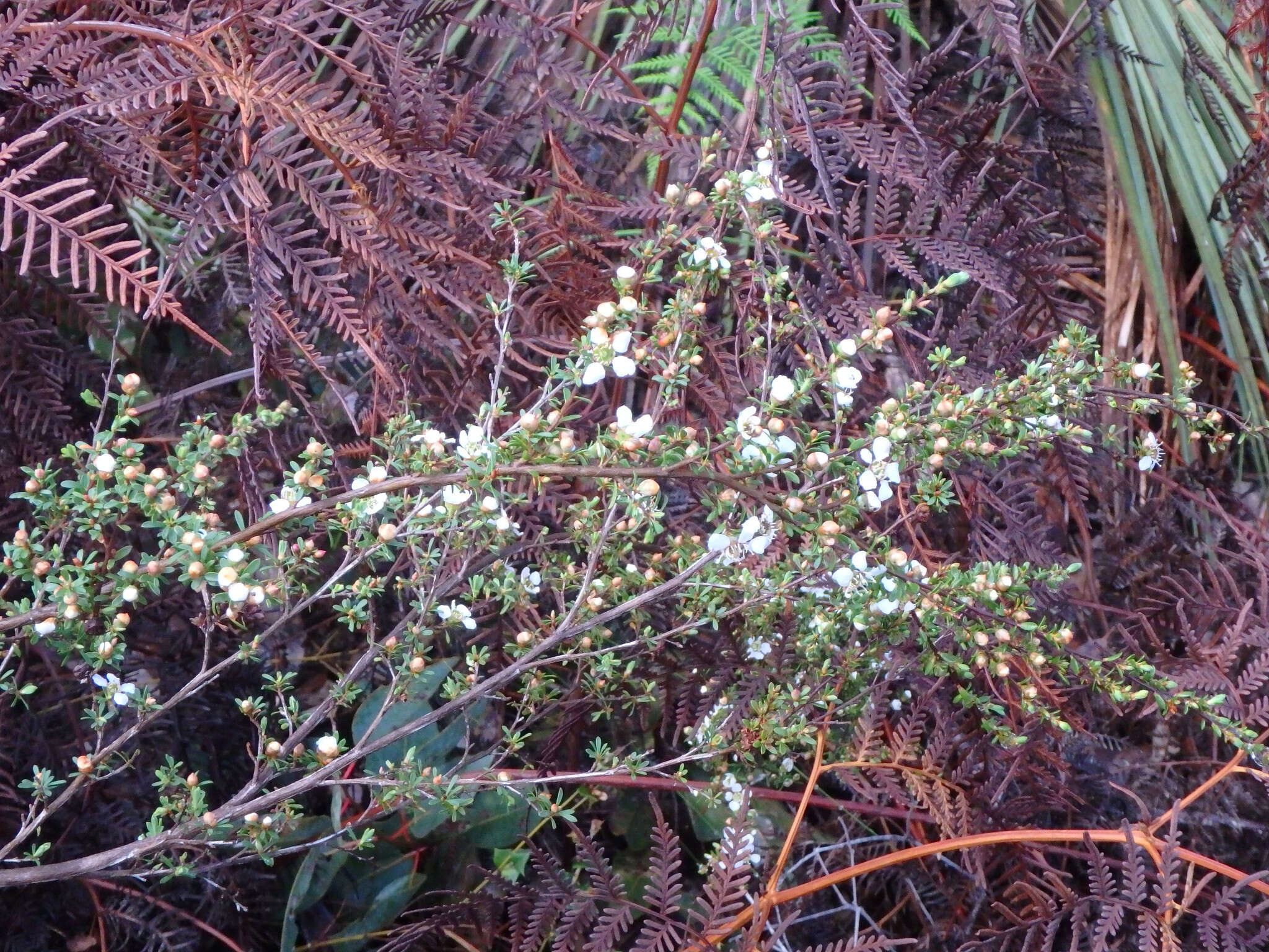 Sivun Leptospermum myrsinoides Schltdl. kuva