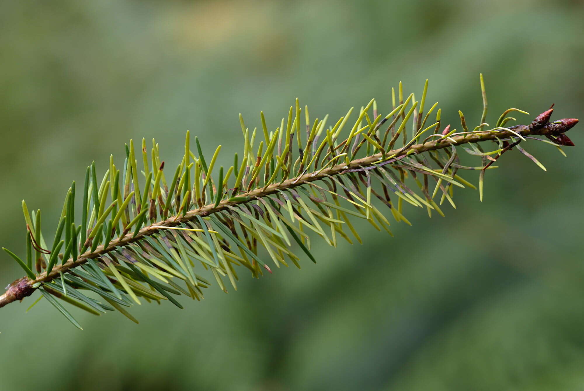 Image of Contarinia pseudotsugae Condrashoff 1961