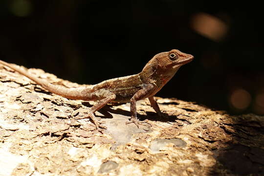 Image of Anolis aridius Köhler, Zimmer, Mcgrath & Hedges 2019