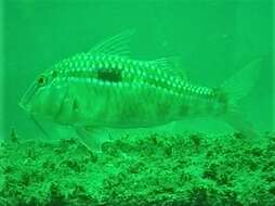 Image of Bigscale goatfish