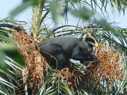 Image de Cercopithecus mitis stuhlmanni Matschie 1893