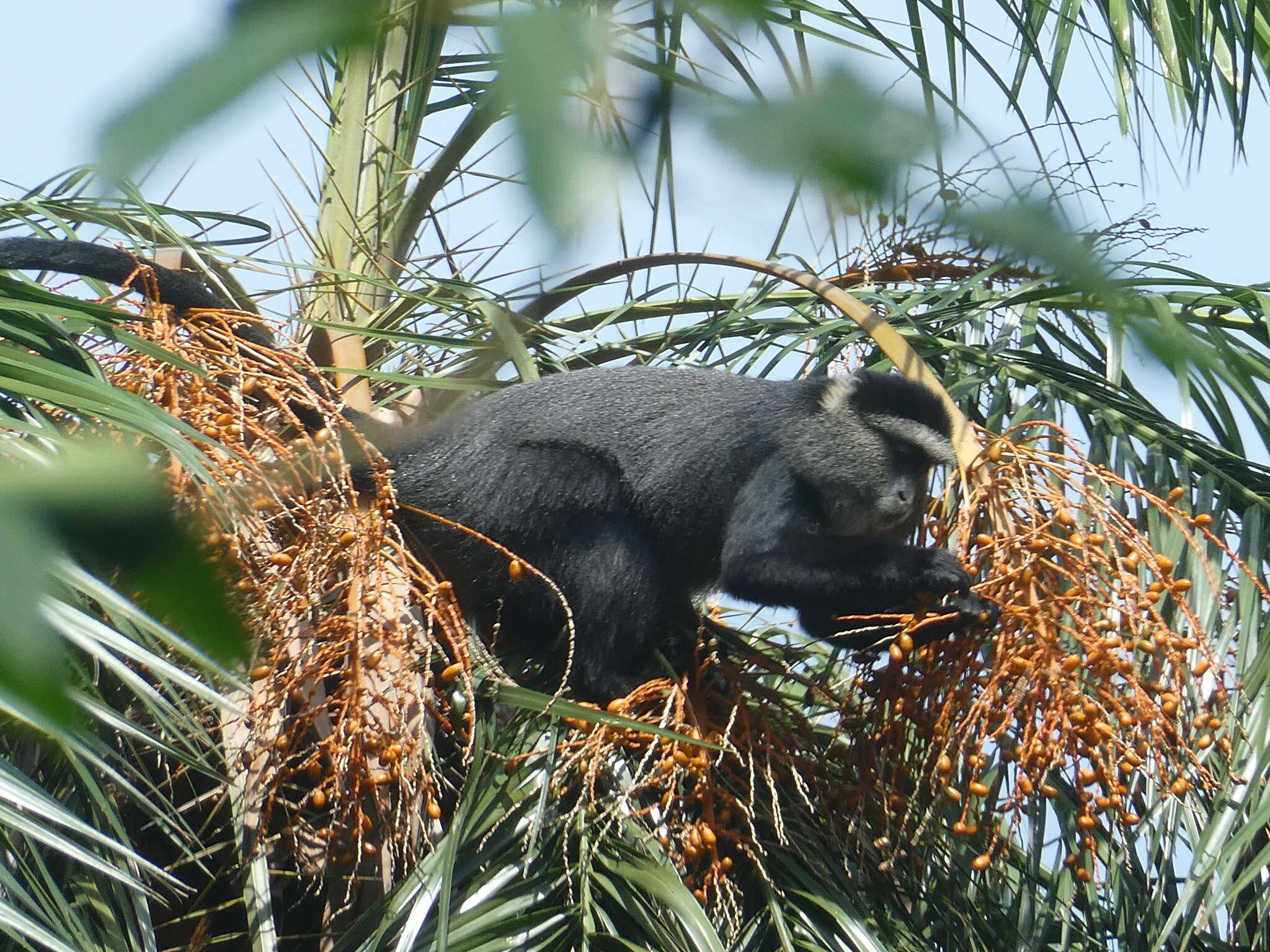 Image of Cercopithecus mitis stuhlmanni Matschie 1893