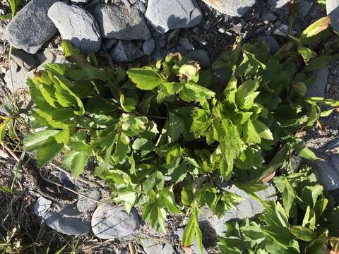 Ligusticum scoticum subsp. scoticum resmi