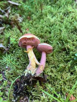 Image of Chalciporus rubinellus (Peck) Singer 1973