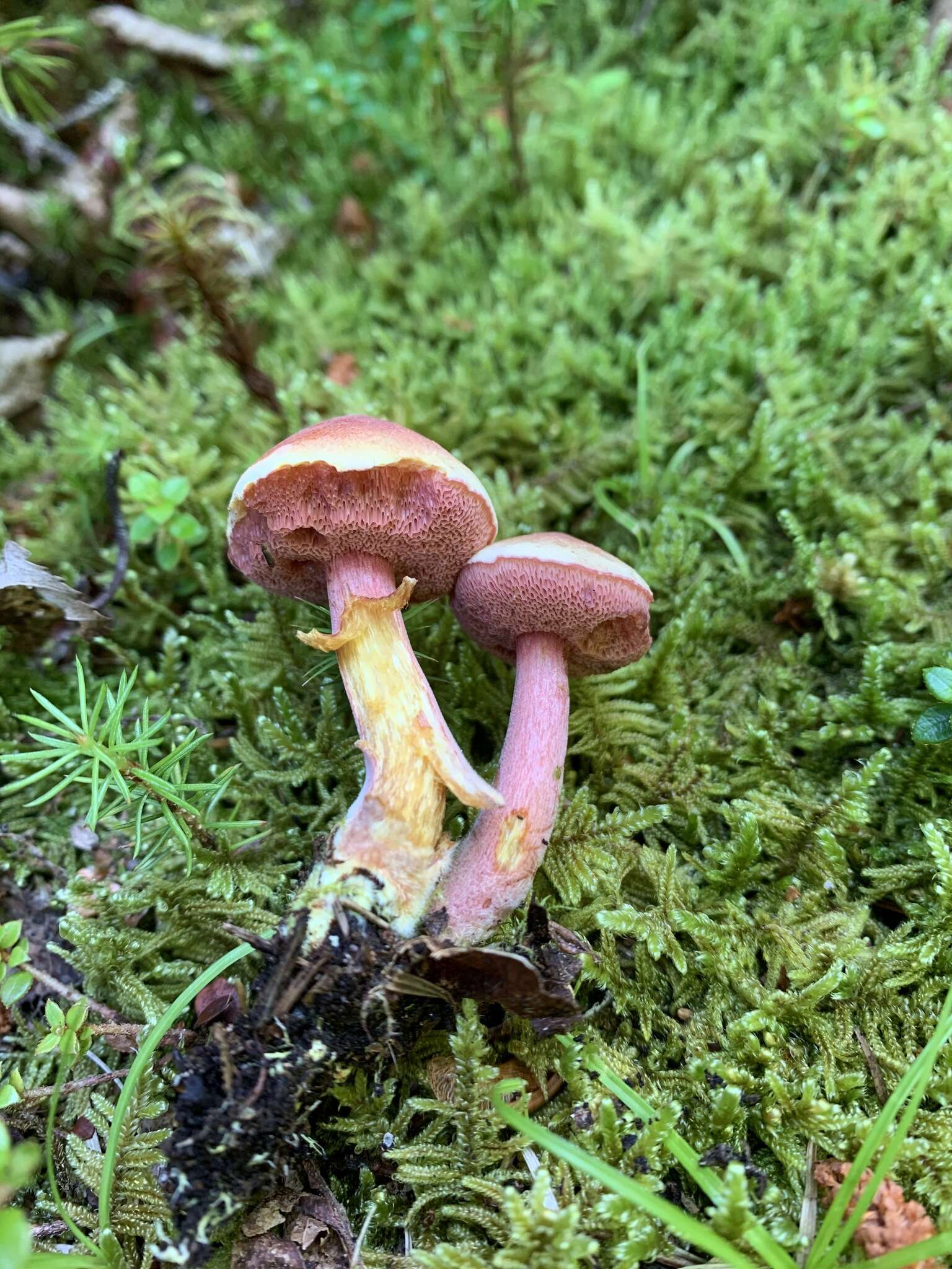 Imagem de Chalciporus rubinellus (Peck) Singer 1973