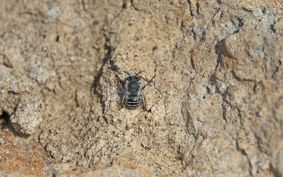 Plancia ëd Anthophora orotavae (Saunders 1904)