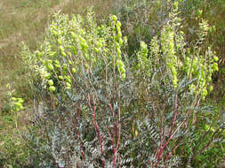 Imagem de Astragalus asymmetricus Sheldon