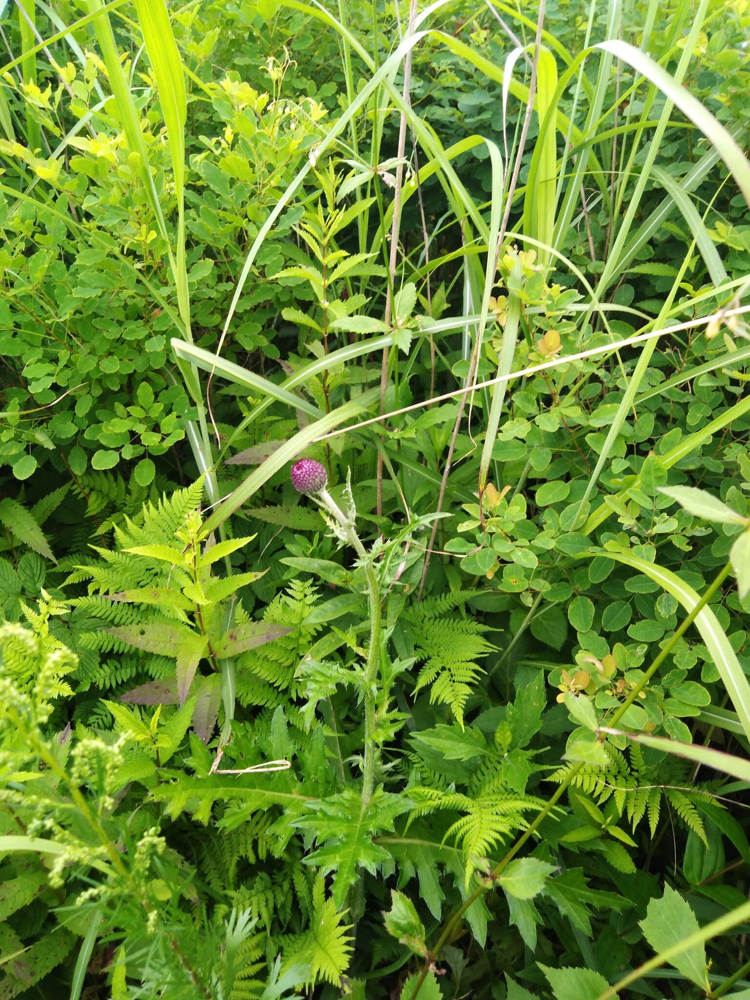 Слика од Cirsium maackii Maxim.