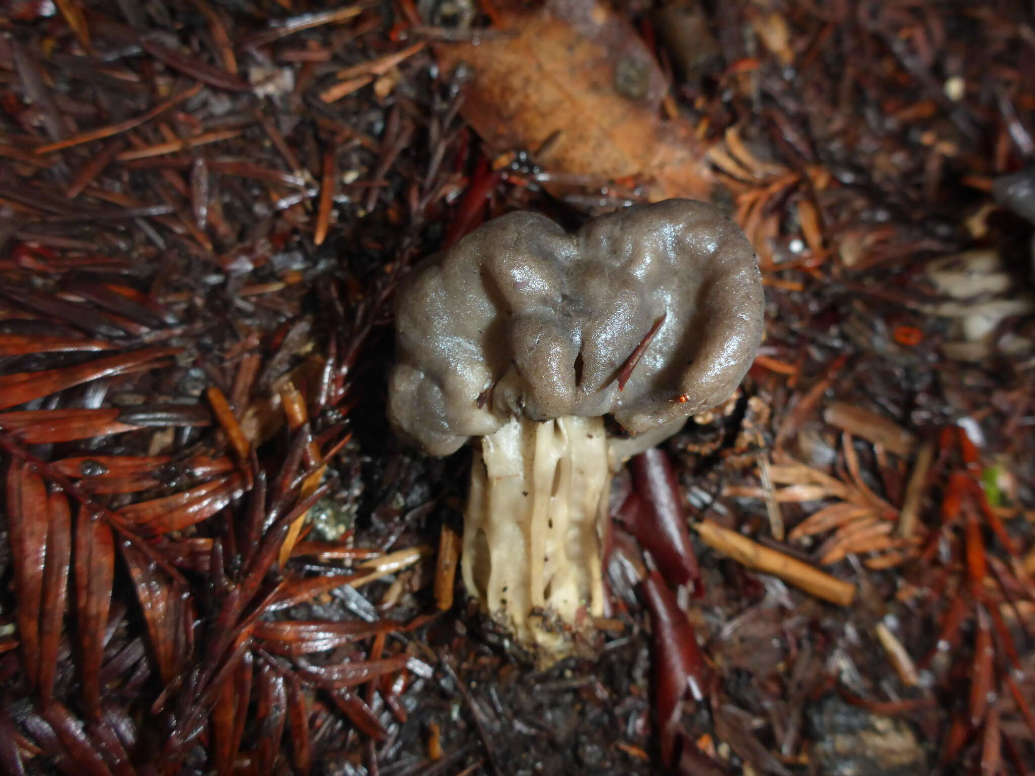 Image of Helvella vespertina N. H. Nguyen & Vellinga 2013