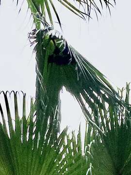 Image of greater short-nosed fruit bat