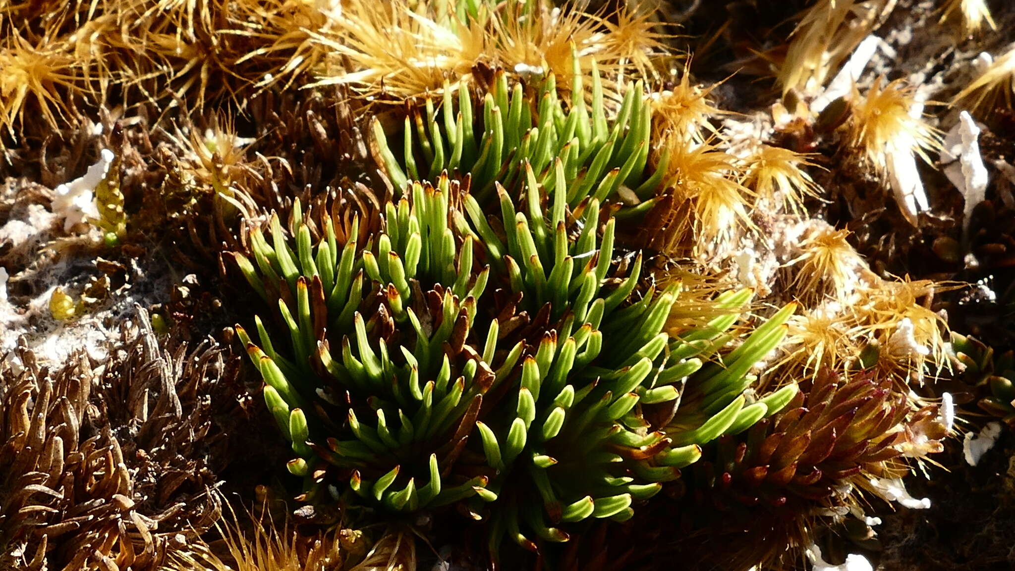 Sivun Oreobolus pectinatus Hook. fil. kuva