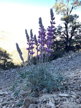 Image of Panamint Mountain lupine