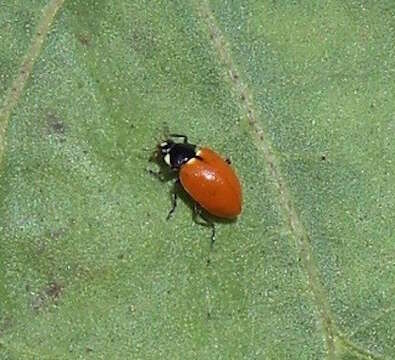 Image of Ladybird beetle