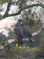 Image of Columba palumbus palumbus Linnaeus 1758