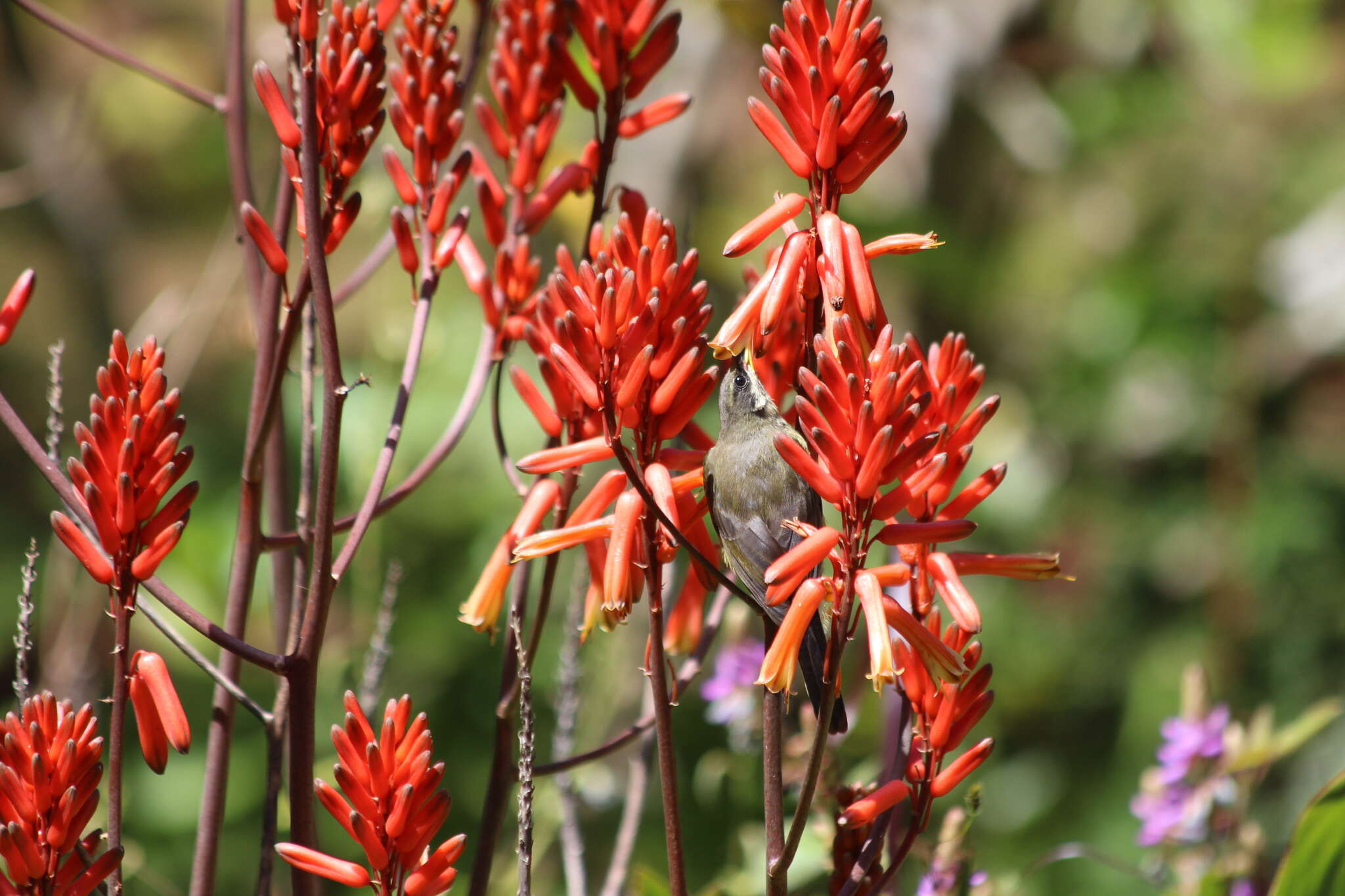 Image of Bronze Sunbird