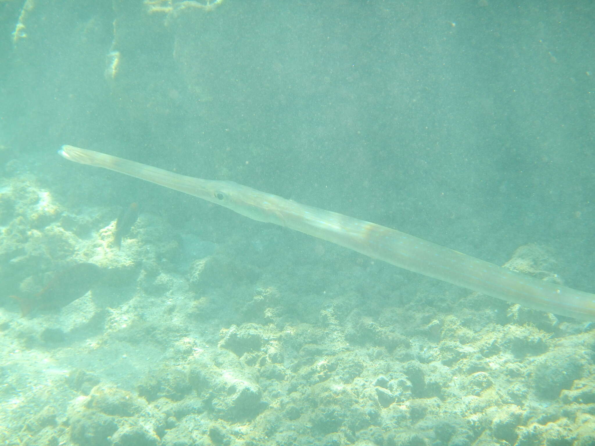 Image of Bluespotted cornetfish