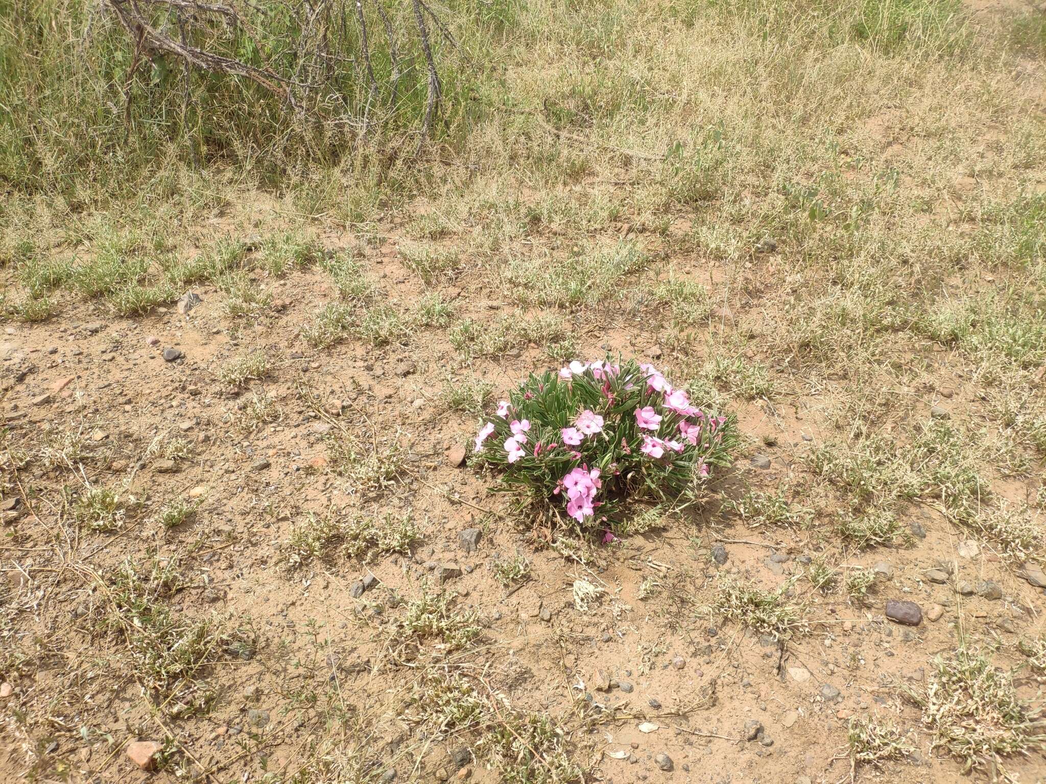 Image de Adenium obesum subsp. swazicum (Stapf) G. D. Rowley