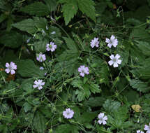 Image of Geranium gracile Ledeb. ex Nordm.