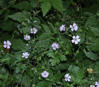 Image of Geranium gracile Ledeb. ex Nordm.