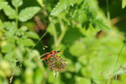 صورة Rhynocoris iracundus (Poda 1761)