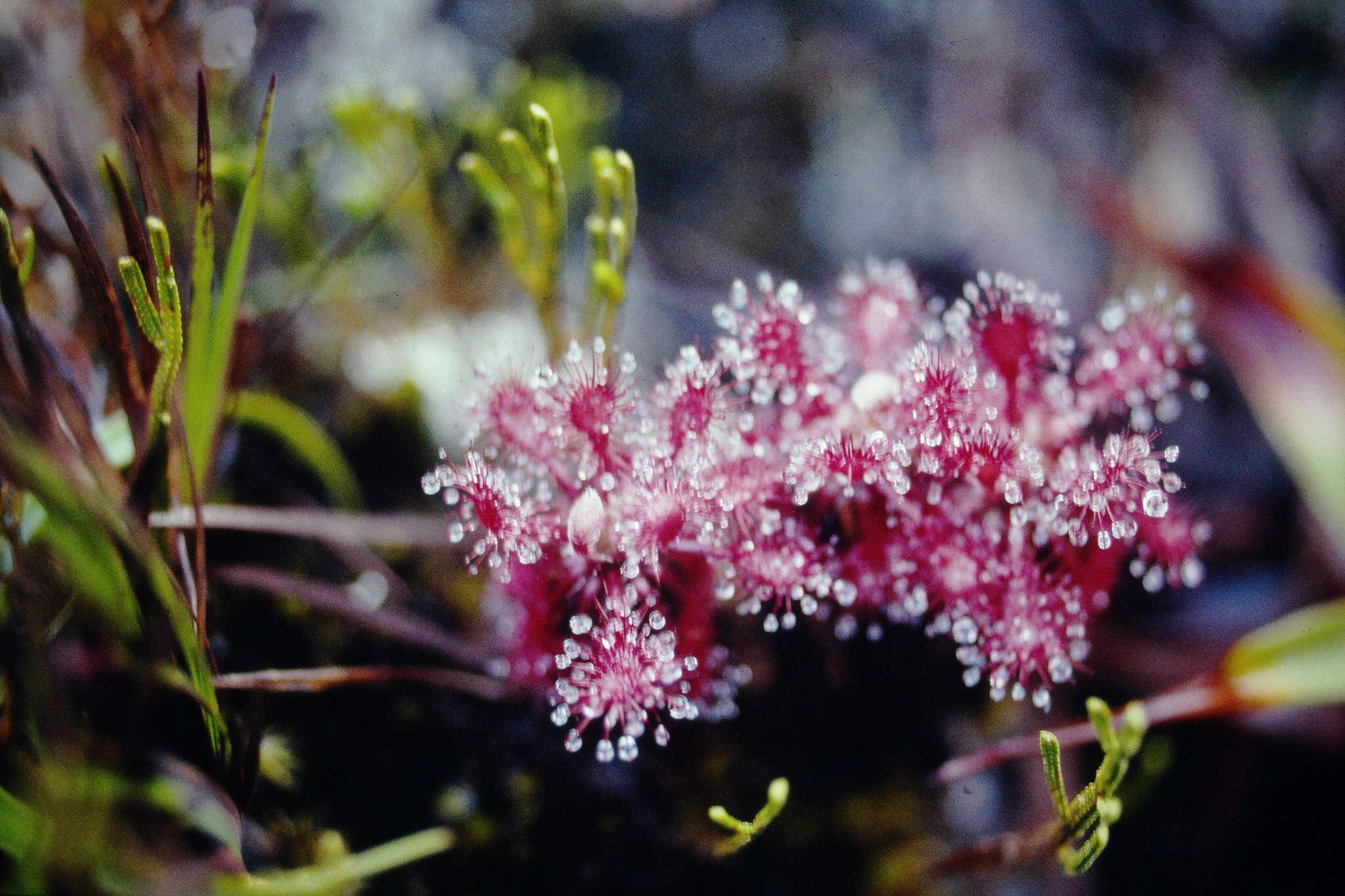 Image of Drosera roraimae (Klotzsch ex Diels) Maguire & Laundon