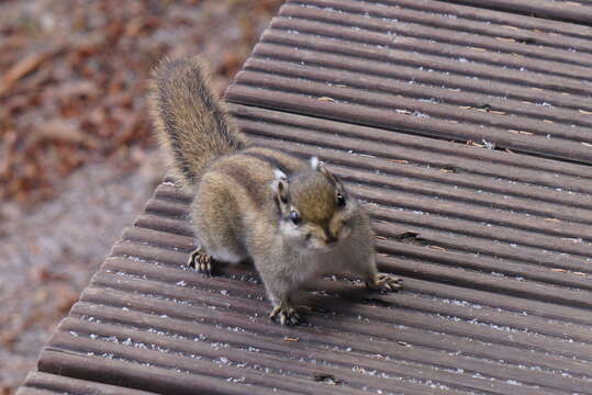 Image of Swinhoe's Striped Squirrel