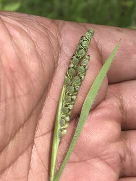 Image of Latin American crowngrass