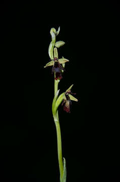 Слика од Ophrys insectifera subsp. insectifera