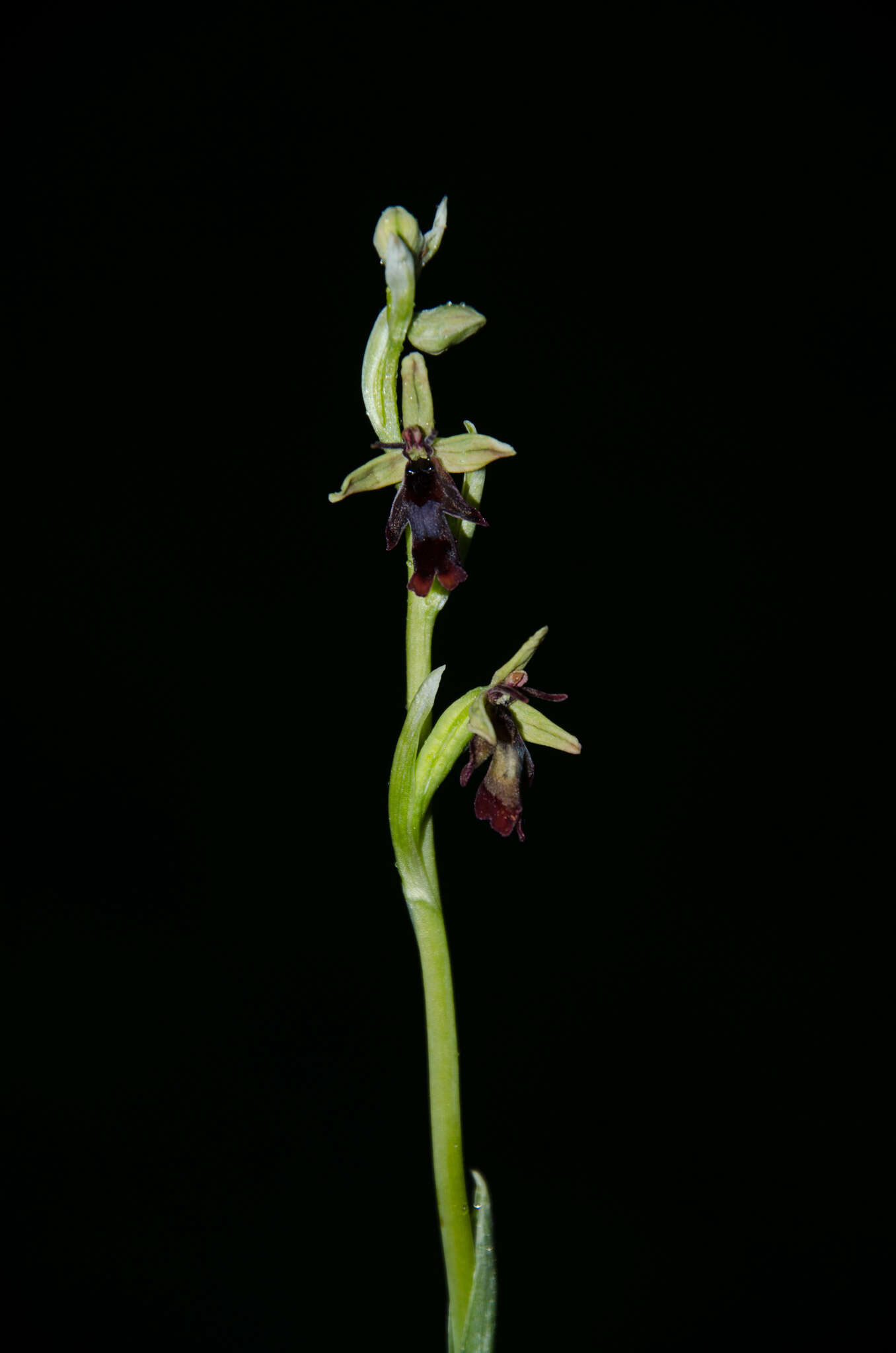 Image of Ophrys insectifera subsp. insectifera